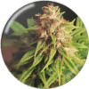 Red Cross CBD