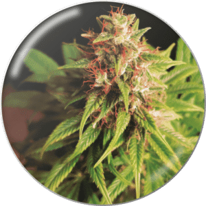 Red Cross CBD