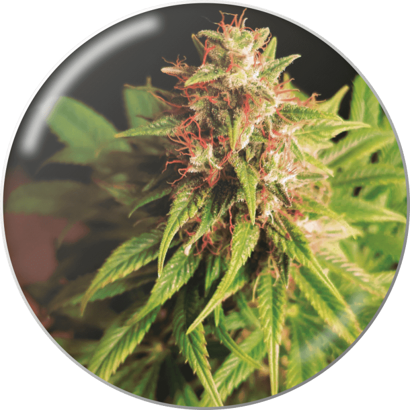 Red Cross CBD