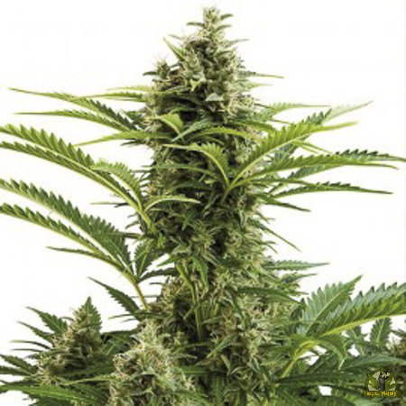 Red Dwarf Auto