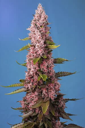 Red Hot Cookies