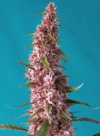 Red Pure CBD Auto