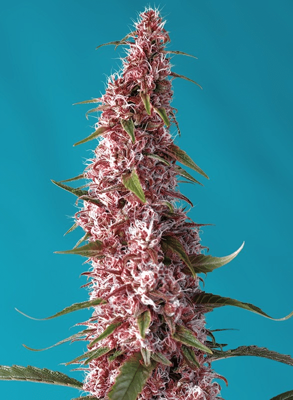 Red Pure CBD Auto