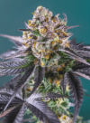 Red Strawberry Banana Auto