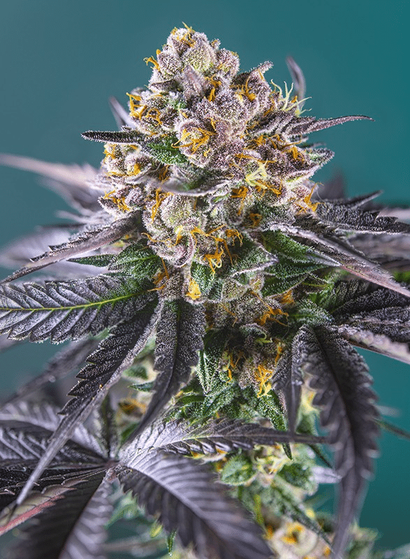 Red Strawberry Banana Auto
