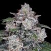 Return of the Mac Auto (DNA Genetics Seeds)