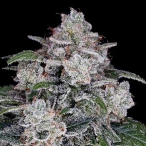 Return of the Mac Auto (DNA Genetics Seeds)