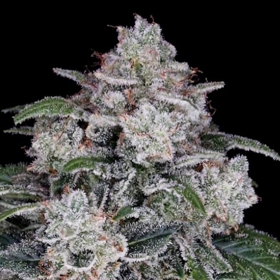 Return of the Mac Auto (DNA Genetics Seeds)