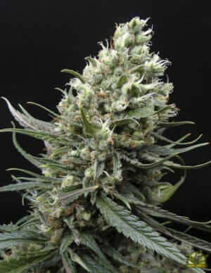 Ripper Haze