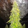 Rock Machine Auto