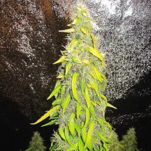 Rock Machine Auto