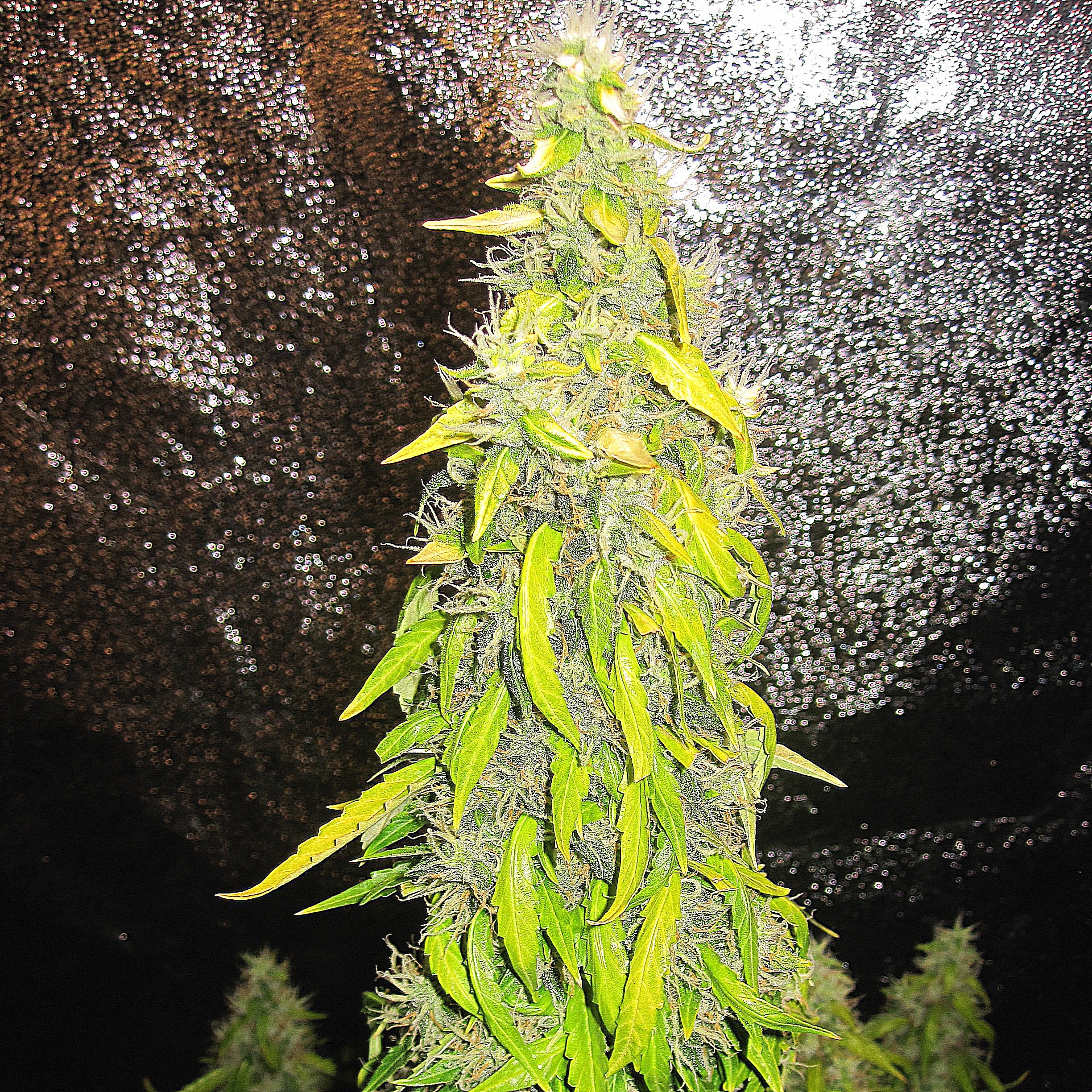 Rock Machine Auto