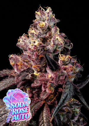 Rose Soda Auto