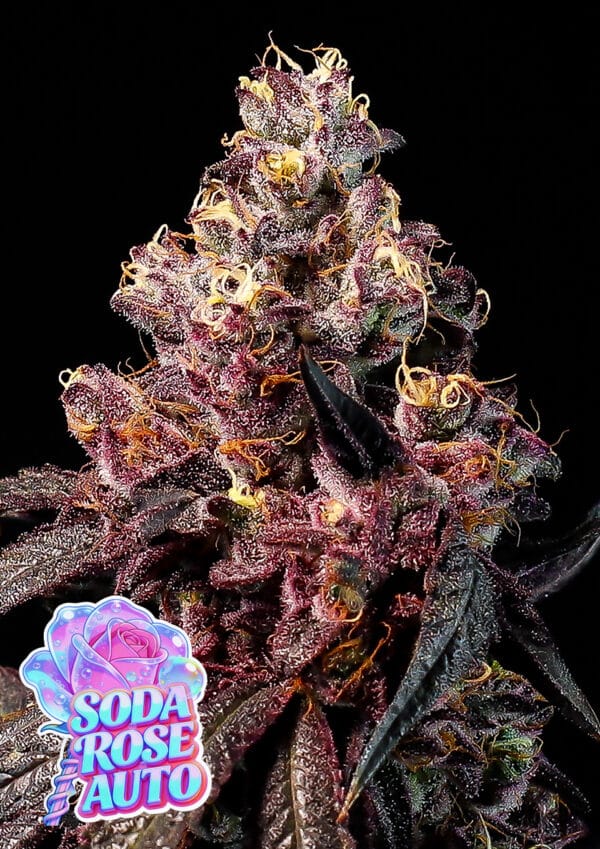 Rose Soda Auto