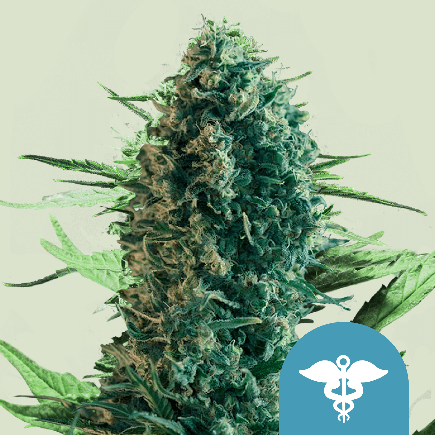 Royal Medic CBD