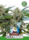 Royal Queen Diamond Auto