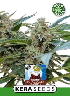Royal Queen Diamond Auto