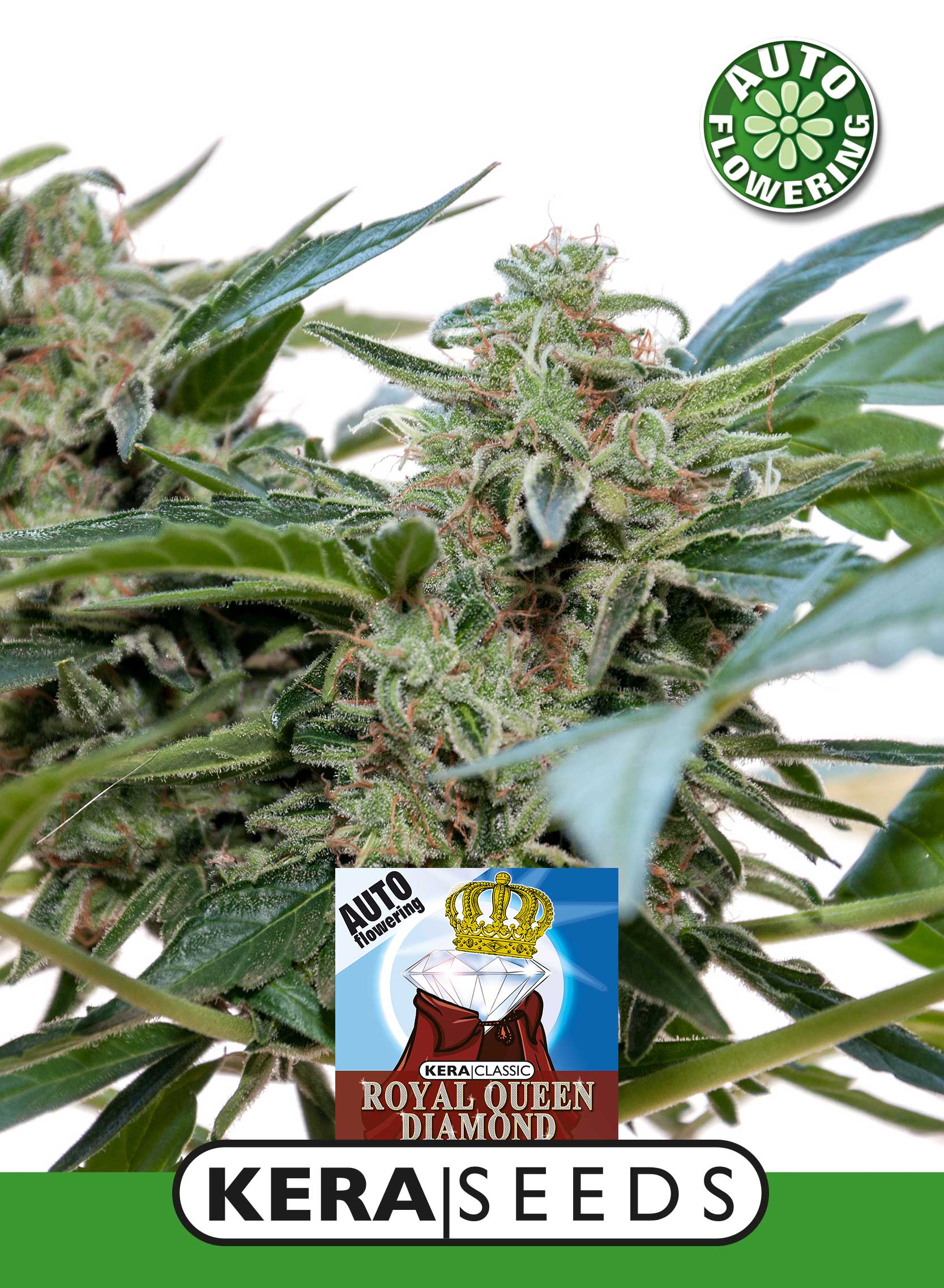 Royal Queen Diamond Auto