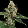RP 43 AKA Richard Petty (DNA Genetics Seeds)