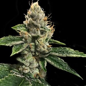 RP 43 AKA Richard Petty (DNA Genetics Seeds)