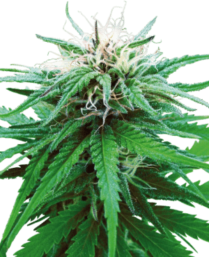 Ruderalis Indica Reg.