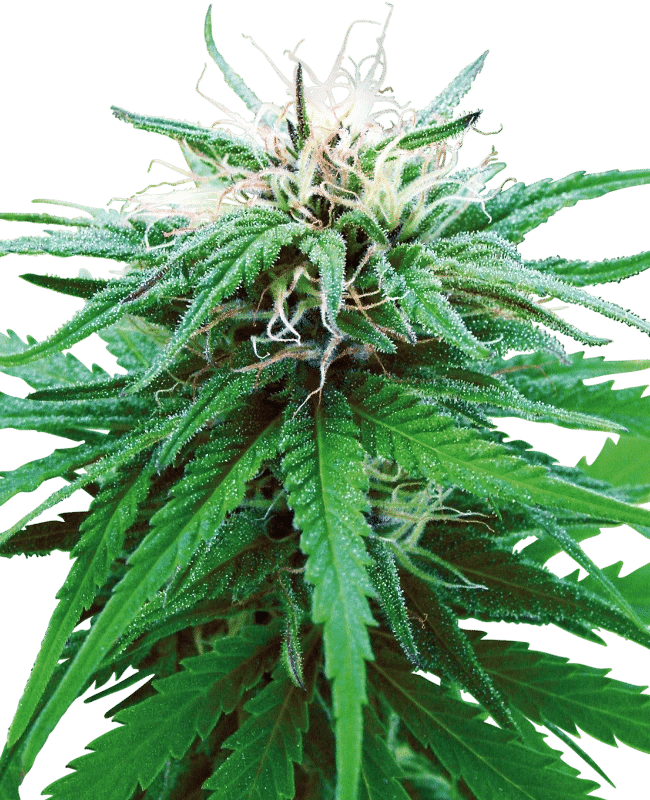 Ruderalis Indica Reg.