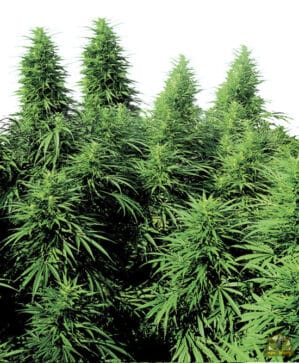 Ruderalis Skunk Reg.