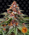 Runtz Auto (Barney´s Farm)