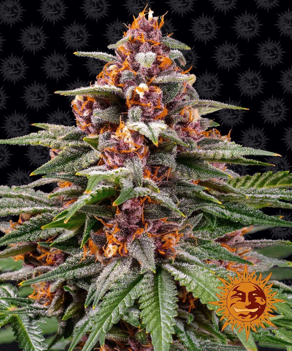 Runtz Auto (Barney´s Farm)