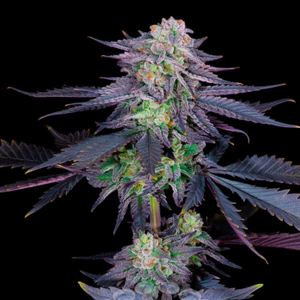 Runtz (Sacred Terps)