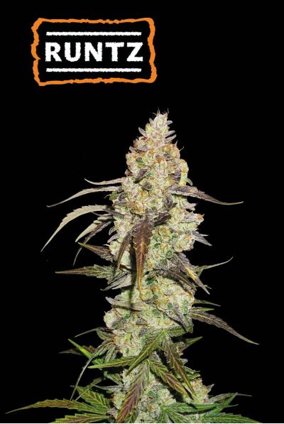 Runtz (Seedstockers)