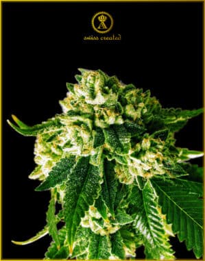 Russian Gold