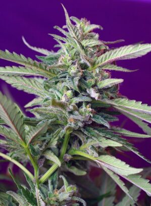S.A.D. Sweet Afgani Delicious Auto