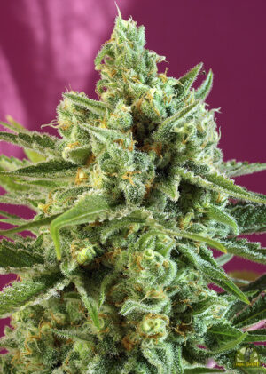 S.A.D. Sweet Afgani Delicious CBD