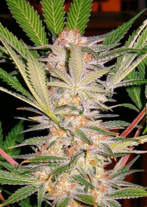 S.A.D. Sweet Afgani Delicious F1 Fast Version