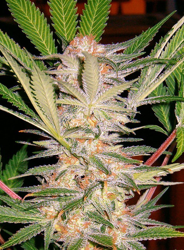 S.A.D. Sweet Afgani Delicious S1