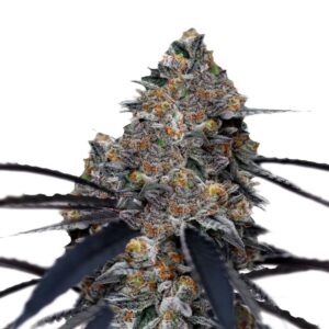 San Fernando Valley x Purps