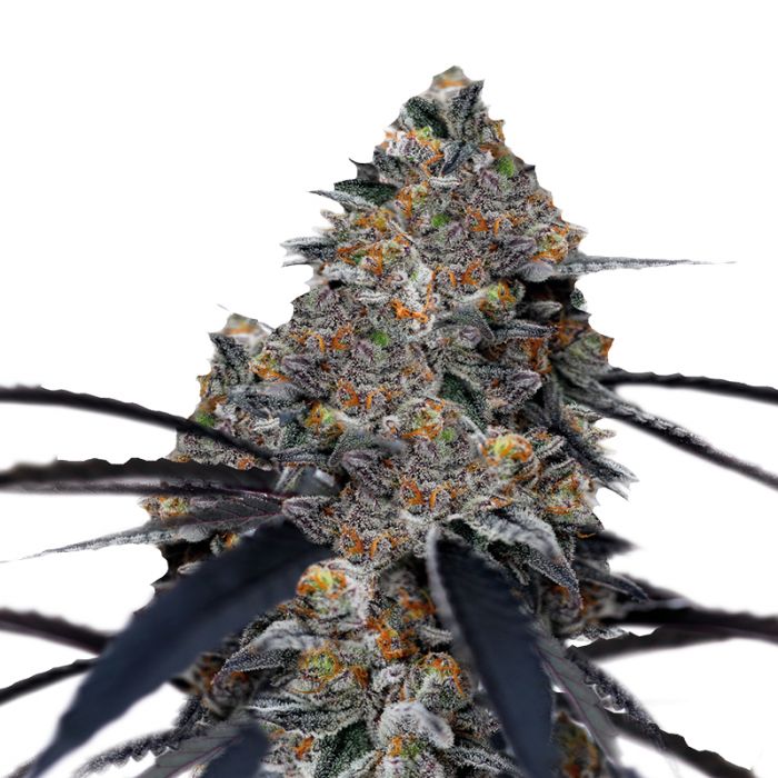 San Fernando Valley x Purps