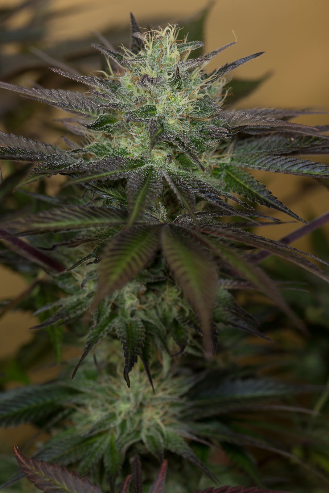Sapphire OG