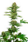 Satin Black Domina CBD