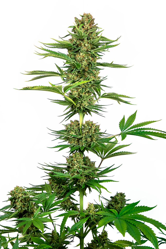 Satin Black Domina CBD