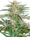 Screwdriver OG