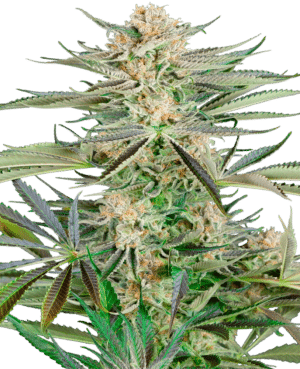 Screwdriver OG