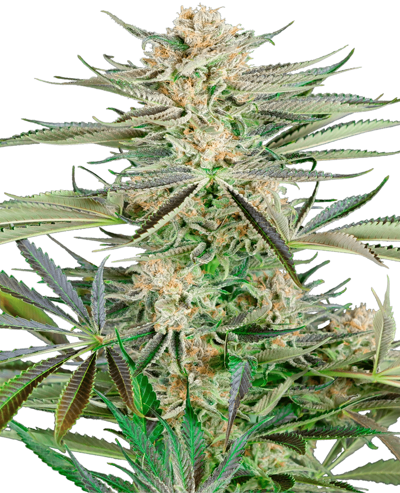 Screwdriver OG