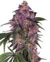 Sensi Purple Kush