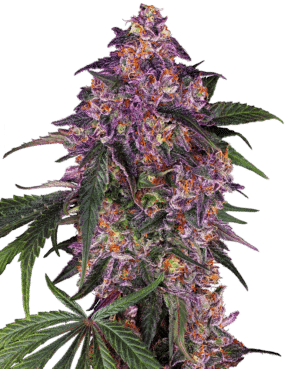 Sensi Purple Kush