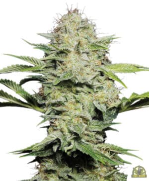 Sensi Skunk Automatic