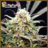 Separation Cake Auto