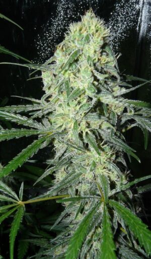 Sexbud