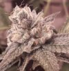Shabba Love CBD